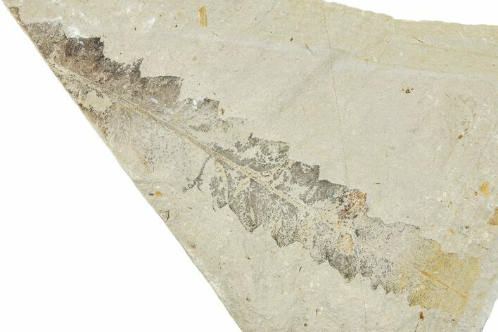 Fossil Leaf - France #254294